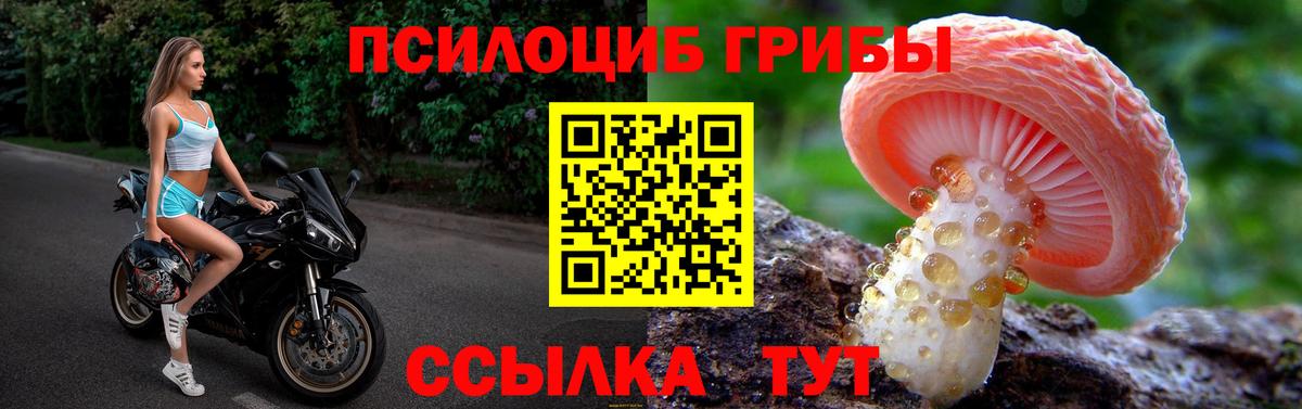 Псилоцибиновые грибы Psilocybine cubensis Пугачёв